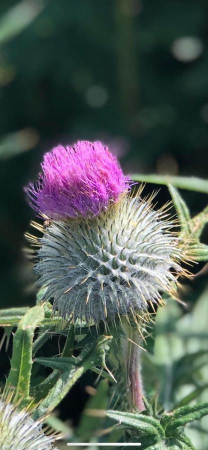 Number Twenty Six - 2 Miles From Elie Beach - 15Mins To St Andrews Colinsburgh Exterior foto
